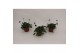 Cosmos atrosanguineus Cosmos Chocomocha 1 pp 