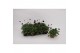 Cosmos atrosanguineus Cosmos Chocomocha 1 pp 