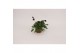 Cosmos atrosanguineus Cosmos Chocomocha 1 pp 
