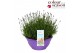 Lavandula angustifolia essence purple Lavandula Essence Purple P30 