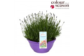 Lavandula angustifolia essence purple Lavandula Essence Purple P30