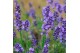 Lavandula angustifolia essence purple Lavandula Essence Purple P30 