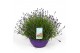 Lavandula angustifolia essence purple Lavandula Essence Purple P30 