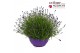 Lavandula angustifolia essence purple Lavandula Essence Purple P30 