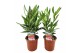 Nerium oleander 