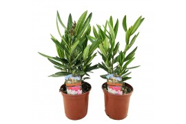 Nerium oleander