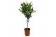 Nerium oleander 