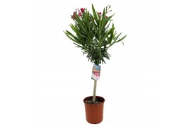 Nerium oleander