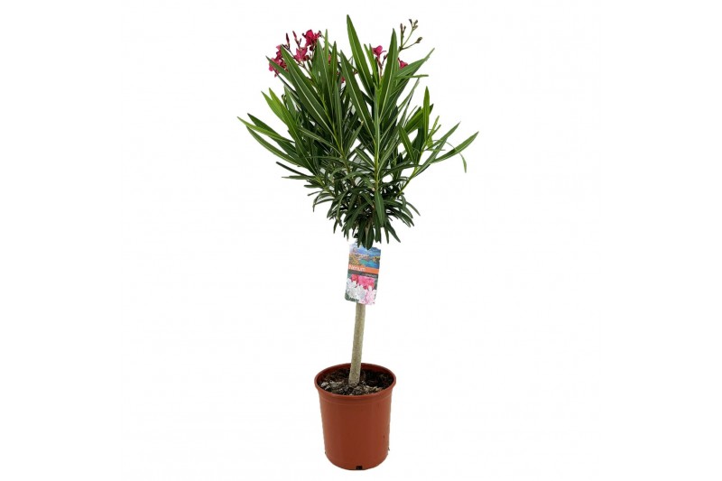 Nerium oleander 