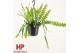 Epiphyllum anguliger hp 