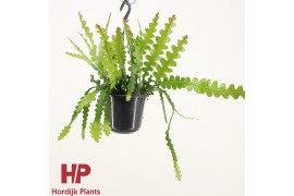 Epiphyllum anguliger hp