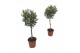 Olea europaea op stam 