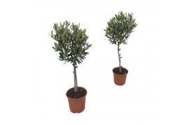 Olea europaea op stam