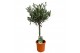 Olea europaea op stam 