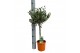 Olea europaea op stam 