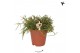 Rhipsalis baccifera oasis cassutha kolibri greens 