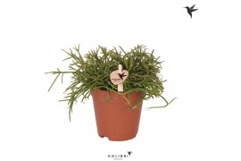 Rhipsalis baccifera oasis cassutha kolibri greens