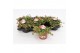 Portulaca mix Portulaca Umbraticolata Carnaval 1 pp 