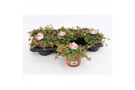 Portulaca mix Portulaca Umbraticolata Carnaval 1 pp