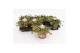 Portulaca mix Portulaca Umbraticolata Carnaval 1 pp 