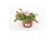 Portulaca mix Portulaca Umbraticolata Carnaval 1 pp 