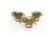 Portulaca mix Portulaca Umbraticolata Carnaval 1 pp 