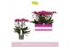 Phalaenopsis multiflora paars 4 tak 