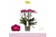 Phalaenopsis multiflora paars 4 tak 