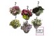Hanging baskets hangplanten MIX KAR Hanging Basket Perkgoedmix 