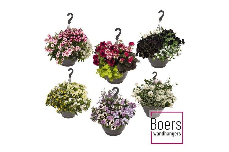 Hanging baskets hangplanten MIX KAR Hanging Basket Perkgoedmix 