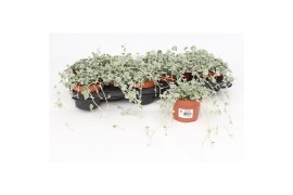 Dichondra silver falls