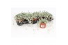Dichondra silver falls