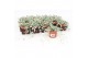 Dichondra silver falls 