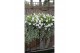Dichondra silver falls 