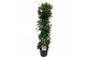 Mandevilla sundaville white Sundaville (Dipladenia) wit P24 piramide 