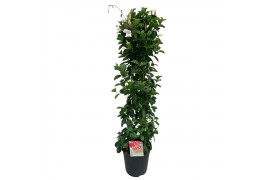 Mandevilla sundaville white Sundaville (Dipladenia) wit P24 piramide