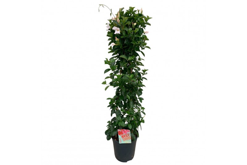 Mandevilla sundaville white Sundaville (Dipladenia) wit P24 piramide 