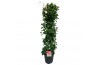 Mandevilla sundaville white Sundaville (Dipladenia) wit P24 piramide