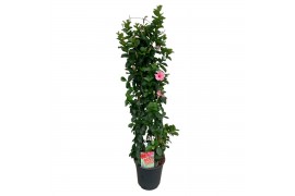 Mandevilla sundaville cream pink Sundaville (Dipladenia) Licht roze P2