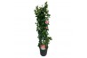 Mandevilla sundaville cream pink Sundaville (Dipladenia) Licht roze P2