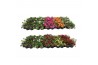 Calibrachoa minifamous mix mixlaag
