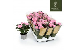 Rosa kordana grande adele roze