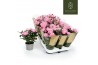 Rosa kordana grande adele roze