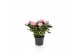 Rosa kordana grande adele roze 