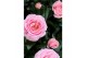 Rosa kordana grande adele roze 
