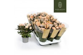 Rosa belami kordana grande champagne