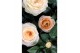 Rosa belami kordana grande champagne 
