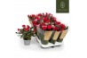 Rosa red mercedes kordana grande rood