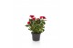 Rosa red mercedes kordana grande rood 