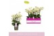 Phalaenopsis multiflora wit 4 tak 